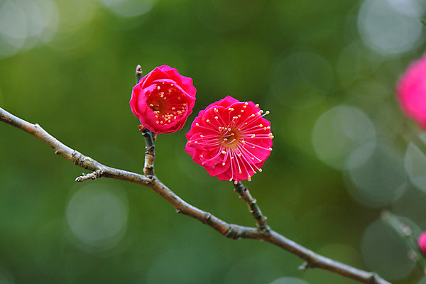 포토 JPG 주간 꽃 분홍색 자연 사람없음 야외 아웃포커스 나뭇가지 꽃술_꽃 국내포토 자연요소 나무 식물 컬러 촬영기법 생태계 파일형식