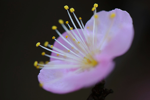 포토 JPG 꽃 분홍색 자연 근접촬영 사람없음 아웃포커스 꽃술_꽃 국내포토 식물 뷰포인트 컬러 촬영기법 생태계 파일형식
