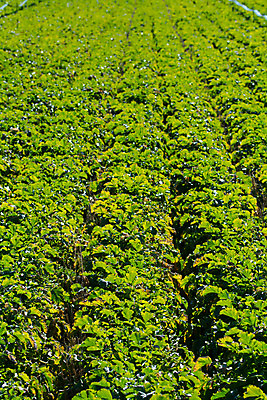 포토 JPG 주간 밭 채소 사람없음 야외 농작물 무 국내포토 자연요소 농업 뿌리채소 파일형식