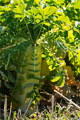 포토 JPG 주간 밭 채소 사람없음 야외 농작물 무 무청 국내포토 자연요소 농업 뿌리채소 파일형식
