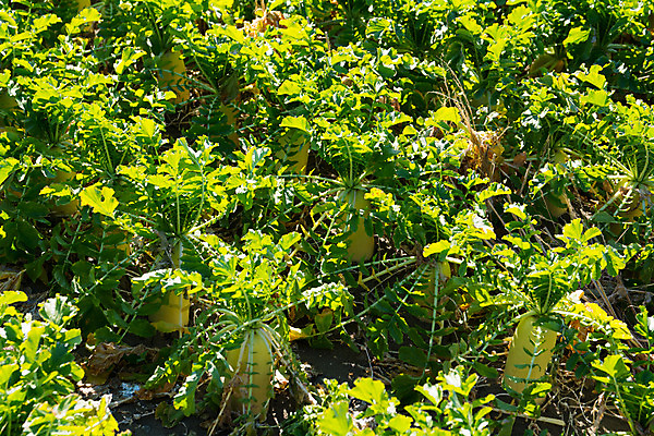 포토 JPG 주간 밭 채소 사람없음 야외 농작물 무 무청 국내포토 자연요소 농업 뿌리채소 파일형식