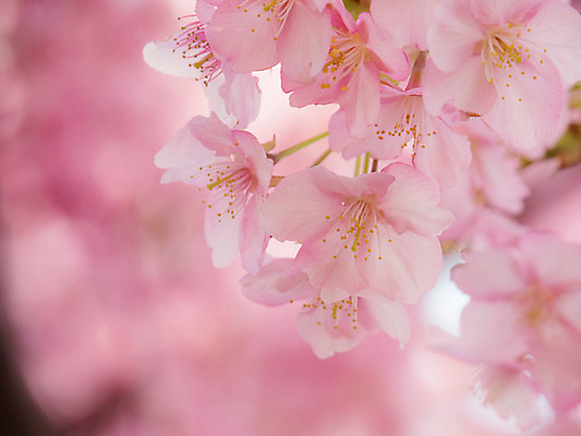 포토 JPG 꽃 분홍색 자연 근접촬영 사람없음 아웃포커스 봄 벚꽃 국내포토 식물 계절 뷰포인트 컬러 촬영기법 생태계 파일형식