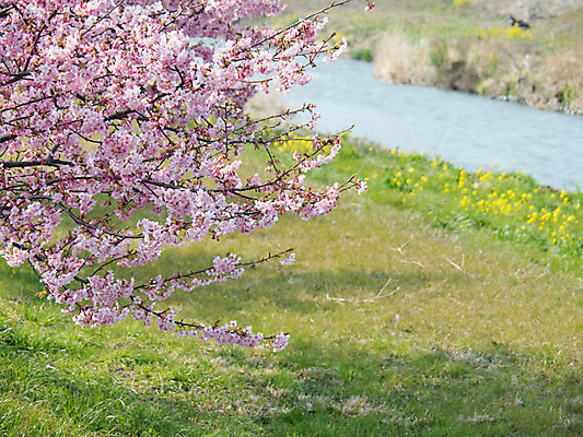 포토 JPG 주간 꽃 자연 풍경 잔디 사람없음 야외 봄 벚꽃 나뭇가지 개울 국내포토 자연요소 나무 식물 계절 강 생태계 파일형식
