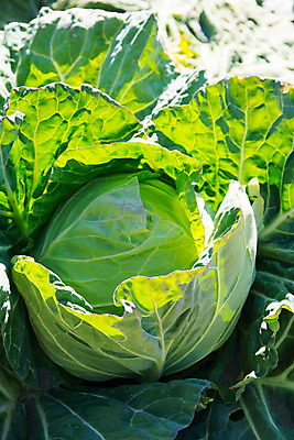 포토 JPG 주간 꽃 밭 자연 사람없음 야외 농작물 양배추 국내포토 자연요소 식물 농업 채소 생태계 파일형식