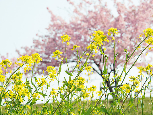 포토 JPG 주간 꽃 자연 사람없음 야외 아웃포커스 봄 벚꽃 유채 국내포토 자연요소 식물 계절 촬영기법 생태계 파일형식