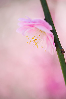 포토 JPG 꽃 분홍색 한송이 자연 근접촬영 사람없음 아웃포커스 벚꽃 나뭇가지 꽃술_꽃 국내포토 나무 식물 1 뷰포인트 컬러 촬영기법 생태계 송이 파일형식