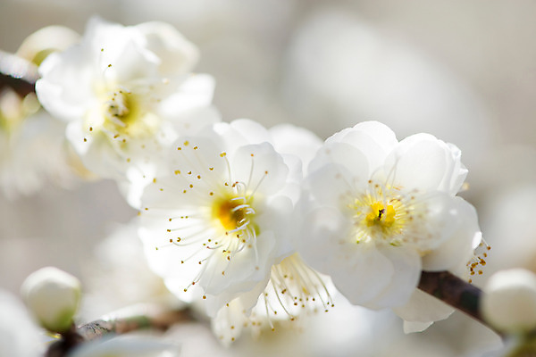 포토 JPG 주간 꽃 자연 근접촬영 사람없음 야외 아웃포커스 벚꽃 나뭇가지 꽃술_꽃 국내포토 자연요소 나무 식물 뷰포인트 촬영기법 생태계 파일형식