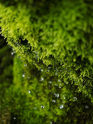 포토 JPG 주간 자연 이끼 사람없음 야외 아웃포커스 초록색 물방울 떨어짐 국내포토 자연요소 컬러 컨셉 촬영기법 생태계 파일형식
