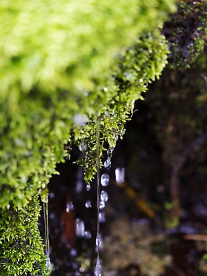 포토 JPG 주간 자연 이끼 사람없음 야외 아웃포커스 초록색 흐름 물방울 국내포토 자연요소 컬러 컨셉 촬영기법 생태계 파일형식
