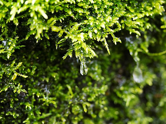 포토 JPG 주간 자연 이끼 사람없음 야외 아웃포커스 초록색 물방울 국내포토 자연요소 컬러 촬영기법 생태계 파일형식