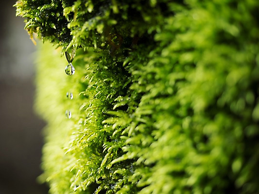 포토 JPG 주간 자연 이끼 사람없음 야외 아웃포커스 초록색 물방울 떨어짐 국내포토 자연요소 컬러 컨셉 촬영기법 생태계 파일형식