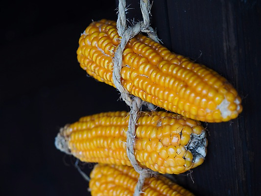 포토 JPG 음식 건조 매달리기 옥수수 사람없음 아웃포커스 새끼줄 국내포토 줄 모션 곡류 촬영기법 파일형식
