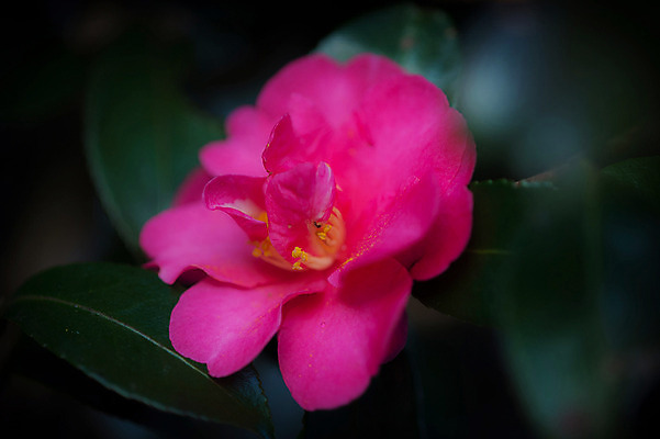 포토 JPG 주간 꽃 잎 한송이 자연 사람없음 야외 아웃포커스 빨간색 국내포토 자연요소 식물 1 컬러 촬영기법 생태계 송이 파일형식