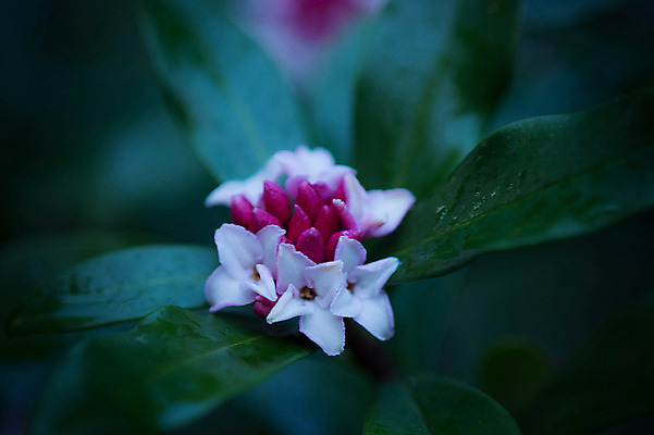 포토 JPG 주간 꽃 잎 자연 근접촬영 사람없음 야외 아웃포커스 국내포토 자연요소 식물 뷰포인트 촬영기법 생태계 파일형식