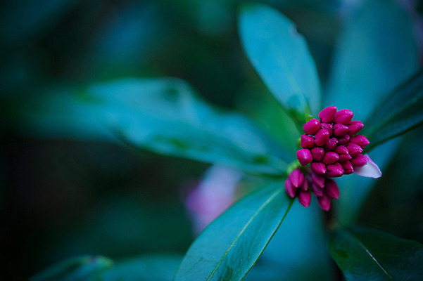 포토 JPG 주간 꽃 잎 자연 근접촬영 사람없음 야외 아웃포커스 국내포토 자연요소 식물 뷰포인트 촬영기법 생태계 파일형식