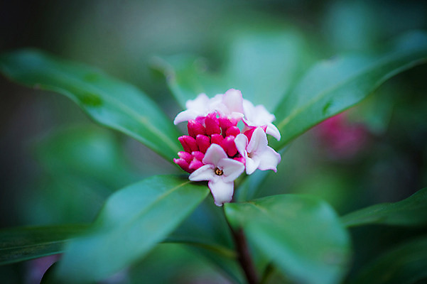 포토 JPG 주간 꽃 잎 자연 근접촬영 사람없음 야외 아웃포커스 국내포토 자연요소 식물 뷰포인트 촬영기법 생태계 파일형식