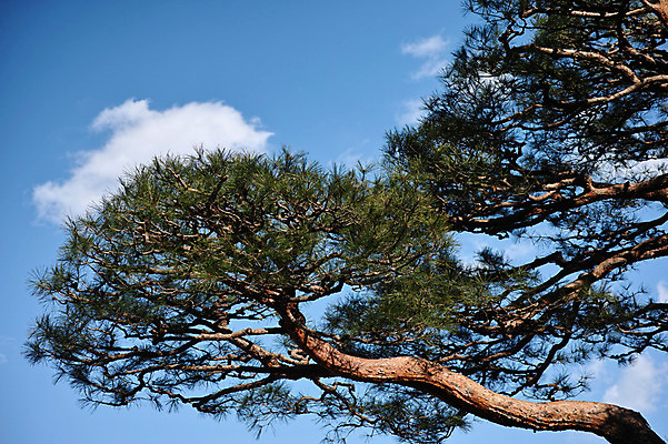 포토 JPG 주간 구름 자연 하늘 풍경 사람없음 야외 나뭇가지 소나무 도쿄 국내포토 자연요소 나무 일본 생태계 파일형식
