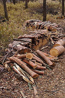 포토 JPG 주간 나무 자연 풍경 사람없음 야외 숲 통나무 벌목 국내포토 자연요소 식물 생태계 파일형식