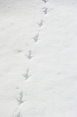 포토 JPG 주간 백그라운드 겨울 자연 풍경 사람없음 야외 설원 눈 새발자국 겨울풍경 국내포토 자연요소 계절 날씨 눈_날씨 발자국 생태계 파일형식