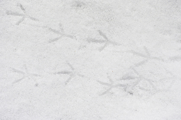 포토 JPG 주간 백그라운드 겨울 자연 풍경 사람없음 야외 설원 눈 새발자국 겨울풍경 국내포토 자연요소 계절 날씨 눈_날씨 발자국 생태계 파일형식