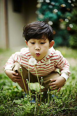 포토 JPG 주간 전신 어린이라이프 어린이 한명 앉기 소년 야외 앞모습 야외활동 한국인 숲 민들레홀씨 천진난만 소년만 국내포토 자연요소 1 라이프스타일 남자 뷰포인트 컨셉 모션 사람 동양인 민들레 남자만 어린이만 파일형식