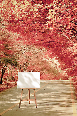 주간 PSD 나무 편집이미지 공원 백그라운드 단풍 프레임 사람없음 야외 디지털합성 이젤 캔버스 디지털아트 이미지편집 자연요소 식물 공공시설 잎 미술도구 파일형식