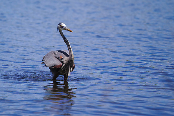 포토 JPG 해외이미지 동물 공원 야생동물 날개 자연 조류 사람없음 야외 강 컬러풀 걷기 젖음 연못 습지 모피 왜가리 깃털 부리 목 해외202004 해외포토 공공시설 컬러 모션 신체부위 생태계 파일형식 이미지허브