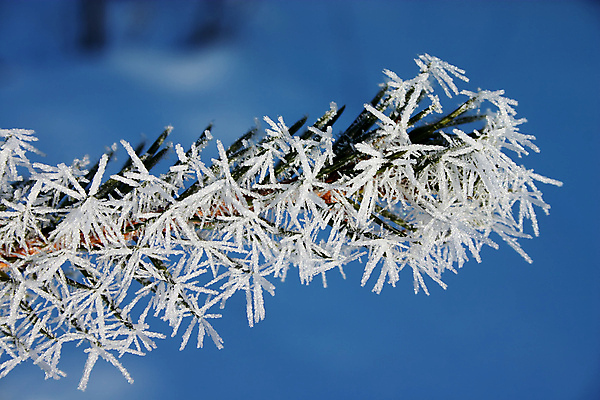 포토 JPG 해외이미지 나무 계절 크리스마스 겨울 자연 사람없음 빛 햇빛 냉동 얼음 추위 백발 흰색 물방울 나뭇가지 12월 크리스탈 질감 서리 침엽수 솜털 해외202004 해외포토 자연요소 식물 헤어스타일 기념일 컬러 태양 날짜 광석 생태계 파일형식 이미지허브