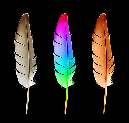 포토 JPG 해외이미지 동물 클리핑패스 백그라운드 패턴 날개 상상 자연 조류 추상 친절 그림자 사람없음 장식 빛 세트 펜 갈색 검은색 치킨 꿈 회색 흐름 흰색 닫기 매끈함 수집 순수 깃털 오브젝트 싱글 비둘기 백조 퍼프 부드러움 솜털 고립 깃털펜 취급주의 해외202004 해외포토 컬러 컨셉 무늬 모션 경고 필기구 감각 생태계 닭고기요리 파일형식 이미지허브