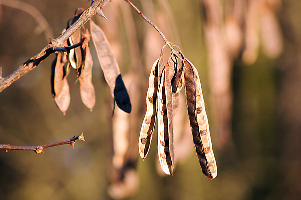 포토 JPG 해외이미지 나무 식물 계절 잎 과일 부분 자연 매달리기 씨앗 풍경 사람없음 야외 가로 갈색 노란색 나뭇가지 묘사 완두콩 메뚜기 내추럴 아카시아 꼬투리 해외202004 해외포토 컬러 곤충 모션 콩 생태계 파일형식 이미지허브