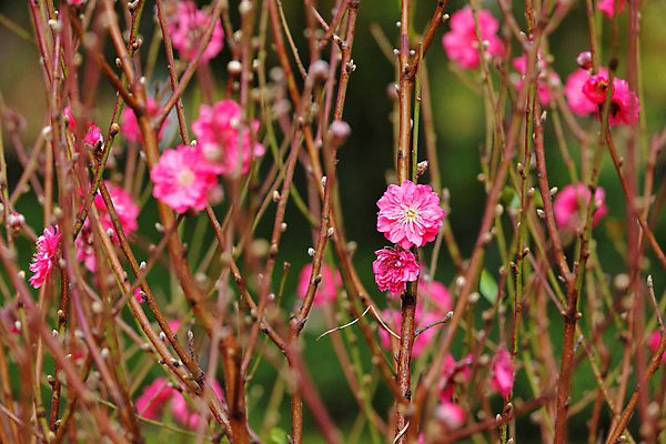 포토 JPG 해외이미지 전통 꽃 아시아 문화 백그라운드 오렌지 추상 휴가 새로움 기념 동양인 사람없음 장식 빨간색 빛 컬러풀 우주 일본 축제 중국 봄 벚꽃 축하 인사 최고 화려 행운 황금 연도 심볼 매듭 복숭아 부드러움 동쪽 자두 해외202004 해외포토 식물 계절 나라 컬러 컨셉 무늬 과일 인종 예절 감각 방향 파일형식 이미지허브