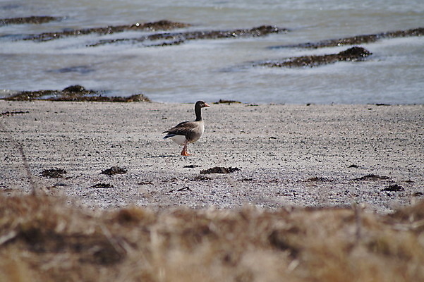 포토 JPG 해외이미지 동물 자연 조류 풍경 사람없음 야외 내추럴 해외202004 해외포토 생태계 파일형식 이미지허브