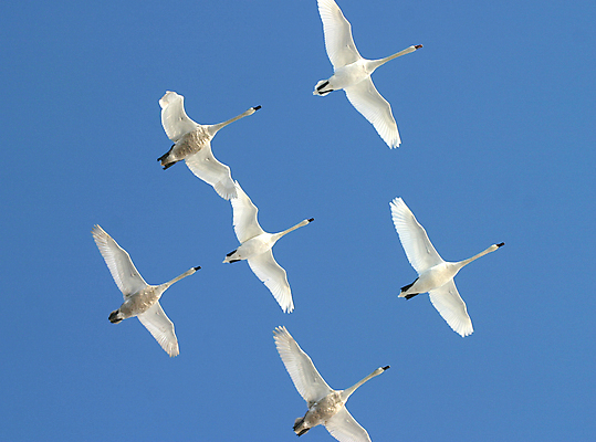 포토 JPG 해외이미지 동물 야생동물 날개 자연 조류 하늘 사람없음 빛 흰색 우아함 배열 깃털 백조 지역 천국 단아함 해외202004 해외포토 컬러 컨셉 생태계 파일형식 이미지허브