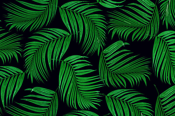 포토 JPG 해외이미지 나무 식물 아이콘 계절 줄기 백그라운드 잎 패턴 일러스트 자연 프레임 손바닥 풍경 사람없음 초록색 여름 세트 정원 성장 흰색 나뭇가지 숲 심볼 오브젝트 그림 질감 코코넛 내추럴 고립 해외202004 해외포토 손 컬러 무늬 과일 생태계 파일형식 이미지허브