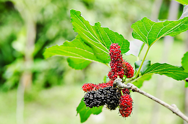 포토 JPG 해외이미지 나무 열매 음식 분홍색 잎 다이어트 과일 자연 건강 사람없음 빨간색 초록색 여름 컬러풀 정원 검은색 나뭇가지 신선 그룹 달콤 내추럴 숙성 채식주의자 해외202004 해외포토 식물 계절 컬러 맛 생태계 채식 파일형식 이미지허브