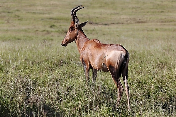 포토 JPG 해외이미지 동물 야생동물 포유류 아프리카 자연 초식동물 뿔 사람없음 빨간색 갈색 황무지 사파리 영양 경보 사바나 해외202004 해외포토 나라 컬러 생태계 파일형식 이미지허브