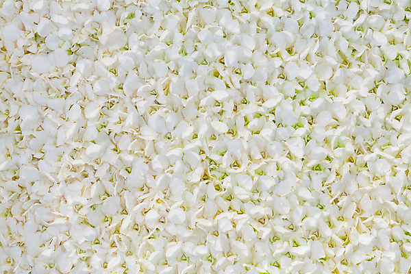 포토 JPG 해외이미지 식물 기념일 꽃잎 꽃 백그라운드 잎 꽃무늬 패턴 자연 벽지 발렌타인데이 선물 사랑 사람없음 장식 빨간색 초록색 쌓기 봄 벚꽃 흰색 신선 그룹 난초 닫기 큼 배열 향수 유기농 질감 향기 모자이크 부드러움 내추럴 해외202004 해외포토 웰빙 계절 감정 컬러 무늬 모션 데이이벤트 이벤트 화장품 감각 크기 생태계 냄새 파일형식 이미지허브