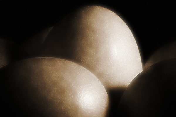 포토 JPG 해외이미지 동물 음식 백그라운드 재료 자연 건강 요리 사람없음 농장 갈색 노란색 계란 치킨 껍질 흰색 신선 원형 그룹 닫기 아침식사 상품 자르기 먹기 묘사 싱글 유기농 날것 노른자 내추럴 고립 단백질 삶기 생식 해외202004 해외포토 도형 웰빙 컬러 농업 모션 알 식사 생태계 닭고기요리 영양소 파일형식 이미지허브