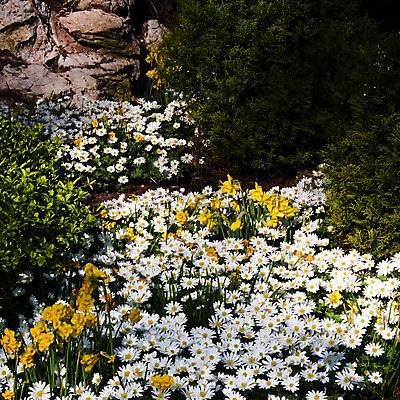 포토 JPG 해외이미지 식물 공원 꽃 잎 밭 전구 자연 사람없음 장식 초록색 빛 컬러풀 환경 정원 봄 벚꽃 흰색 나뭇가지 닫기 정사각형 향기 수선화 내추럴 아네모네 그리너리 해외202004 해외포토 도형 나무 계절 공공시설 컬러 농업 모션 생태계 냄새 파일형식 트랜드컬러 이미지허브