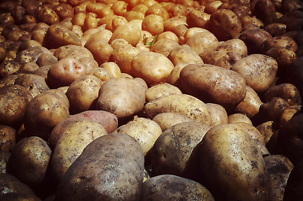 포토 JPG 해외이미지 식물 문화 음식 밭 농업 채소 재료 조명 감자 건강 육류 요리 사람없음 초록색 빛 농작물 농장 정원 농사 수확 성장 신선 땅 수집 먹기 유기농 밭일 배급 베어링 세련 해외202004 해외포토 웰빙 산업 컬러 식재료 모션 파일형식 이미지허브