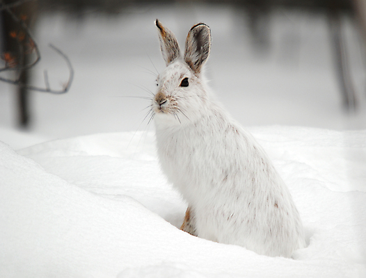 포토 JPG 해외이미지 공원 캐나다 겨울 포유류 자연 사람없음 야외 활발 흰색 토끼 설치류 숲 모피 북쪽 솜털 설피 해외202004 해외포토 동물 계절 공공시설 컬러 컨셉 북아메리카 반려동물 방향 생태계 파일형식 이미지허브