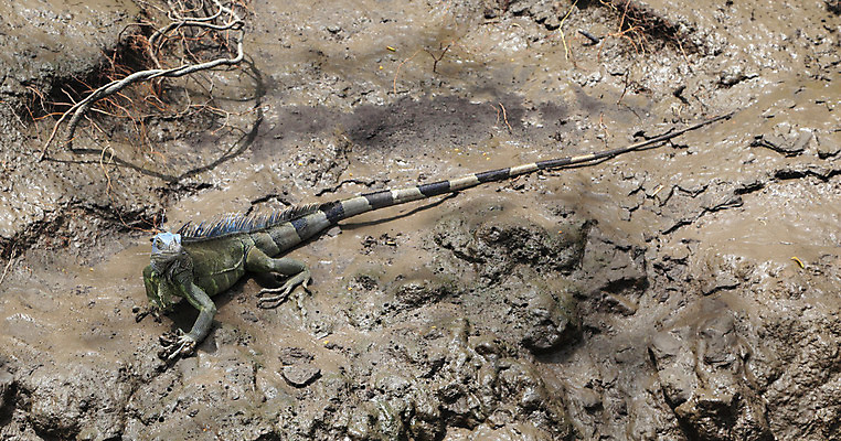 포토 JPG 해외이미지 동물 야생동물 파충류 자연 생물 사람없음 초록색 파란색 가시 강가 꼬리 도마뱀 육식동물 진흙 이구아나 서식지 동물상 코스타리카 해외202004 해외포토 컬러 강 조형물 중앙아메리카 생태계 파일형식 이미지허브