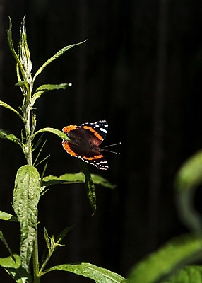 포토 JPG 해외이미지 식물 꽃 나비 곤충 날개 자연 날리기 사람없음 정원 봄 캘리포니아 꽃가루 해외202004 해외포토 동물 계절 모션 미국 가루 생태계 파일형식 이미지허브