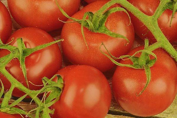 포토 JPG 해외이미지 음식 백그라운드 패턴 다이어트 토마토 채소 과일 재료 자연 탁자 건강 요리 사람없음 목재 빨간색 초록색 샐러드 흰색 시골 신선 체리 그룹 맛 정상 먹기 허브 오브젝트 유기농 질감 날것 문학 포도나무 흙더미 내추럴 고립 숙성 채식주의자 해외202004 해외포토 나무 식물 웰빙 컬러 가구 컨셉 무늬 모션 흙 과일나무 생태계 채식 파일형식 더미 이미지허브