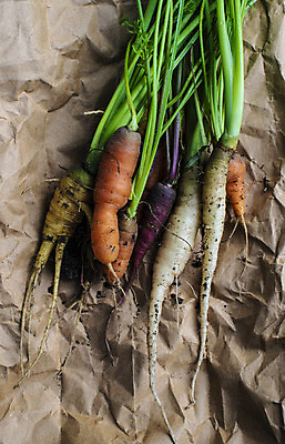 포토 JPG 해외이미지 식물 종이 음식 농업 다이어트 채소 오렌지 재료 건강 사람없음 초록색 농장 정원 보라색 흙 당근 수확 신선 맛 유기농 원예 날것 뿌리 흙더미 내추럴 바이오 밭일 숙성 채식주의자 해외202004 해외포토 웰빙 산업 컬러 컨셉 과일 뿌리채소 취미 채식 파일형식 더미 이미지허브