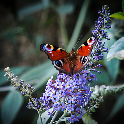 포토 JPG 해외이미지 영어 꽃 유럽 야생동물 줄기 나비 곤충 잎 날개 자연 영국 잉글랜드 안테나 성인 사람없음 가로 빨간색 초록색 여름 파란색 컬러풀 갈색 머리 맑음 검은색 벚꽃 흰색 시골 오픈 역사 공작 큼 흉부 먹기 관목 싱글 색동 꿀 서식지 내추럴 구성 동물상 수유 해외202004 해외포토 나무 식물 동물 문자 계절 나라 컬러 통신 모션 조류 날씨 사람 신체부위 조형물 호흡기관 크기 생태계 파일형식 이미지허브