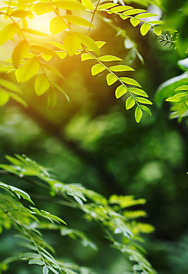 포토 JPG 해외이미지 식물 단풍 잎 농업 자연 사람없음 초록색 컬러풀 환경 정원 봄 성장 신선 허브 원예 질감 화단 광합성 해외202004 해외포토 계절 산업 컬러 취미 생태계 파일형식 이미지허브