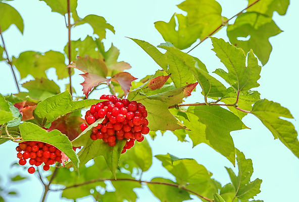 포토 JPG 해외이미지 나무 식물 계절 열매 음식 백그라운드 잎 농업 과일 자연 건강 사람없음 야외 빨간색 초록색 노란색 정원 맑음 수확 가을 나뭇가지 신선 닫기 다발 관목 에코 유기농 생태계 눈덩이 내추럴 숙성 우크라이나 크랜베리 해외202004 해외포토 웰빙 유럽 산업 컬러 모션 날씨 눈_날씨 환경 파일형식 이미지허브