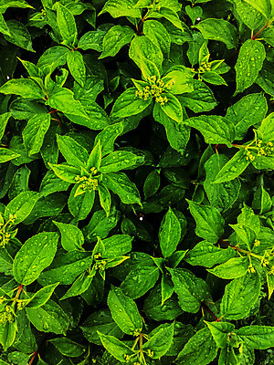 포토 JPG 해외이미지 식물 계절 공원 꽃잎 꽃 백그라운드 잎 꽃무늬 자연 풍경 사람없음 야외 장식 세로 초록색 여름 환경 정원 맑음 봄 성장 벚꽃 흰색 물방울 나뭇가지 신선 개화 소프트포커스 숲 이슬 6월 5월 보케 향기 내추럴 해외202004 해외포토 나무 공공시설 컬러 무늬 날씨 촬영기법 날짜 생태계 냄새 파일형식 이미지허브