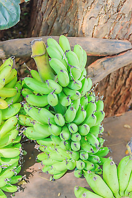 포토 JPG 해외이미지 나무 식물 잡화 음식 백그라운드 잎 농업 다이어트 과일 재료 자연 탁자 거리 바나나 건강 손바닥 사람없음 야외 목재 초록색 농장 갈색 노란색 쌓기 정원 흰색 신선 그룹 시장 닫기 숲 다발 먹기 유기농 칠면조 흙더미 내추럴 고립 숙성 이국적 많음 해외202004 해외포토 손 웰빙 산업 컬러 가구 컨셉 모션 조류 흙 생태계 파일형식 더미 이미지허브